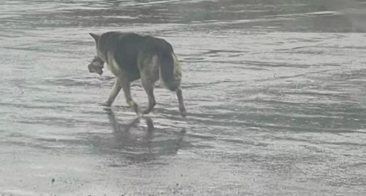 Hetekig bolyongott egy plüssállattal a szájában a kutya: amikor kiderült az oka, váratlan dolog történt - Fotók