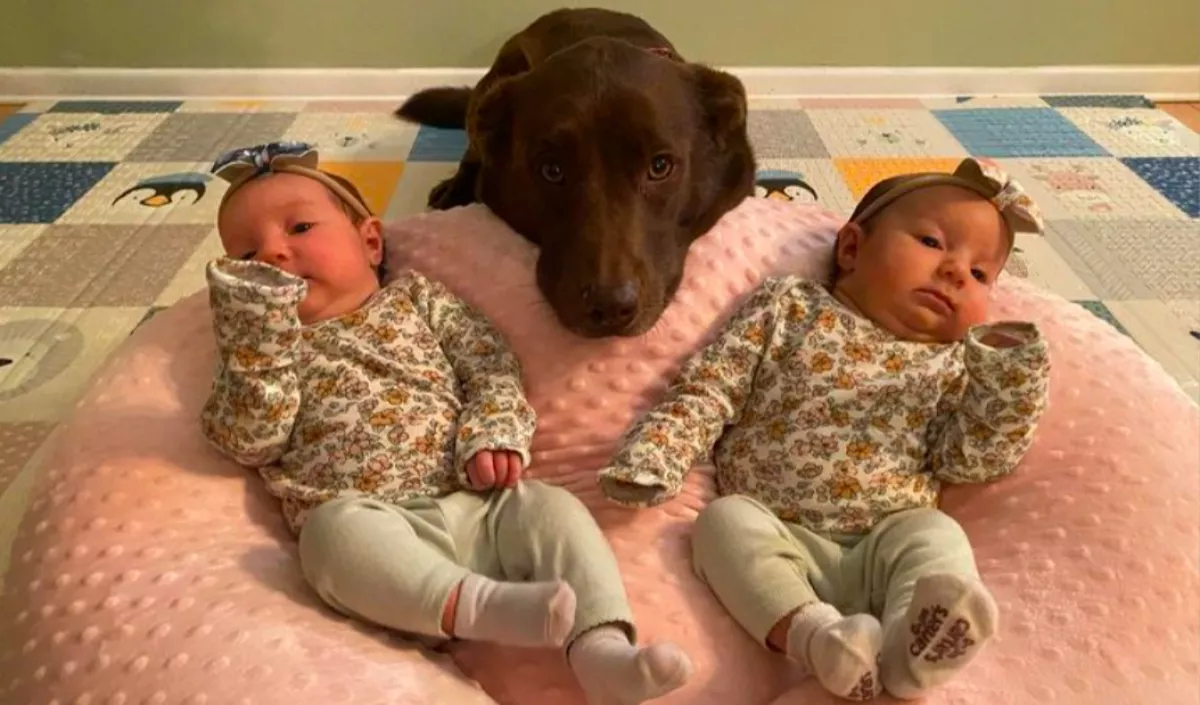 Ikerbabák érkeztek a családba: a kutya reakcióját döbbenten ünnepli a világ - Videó