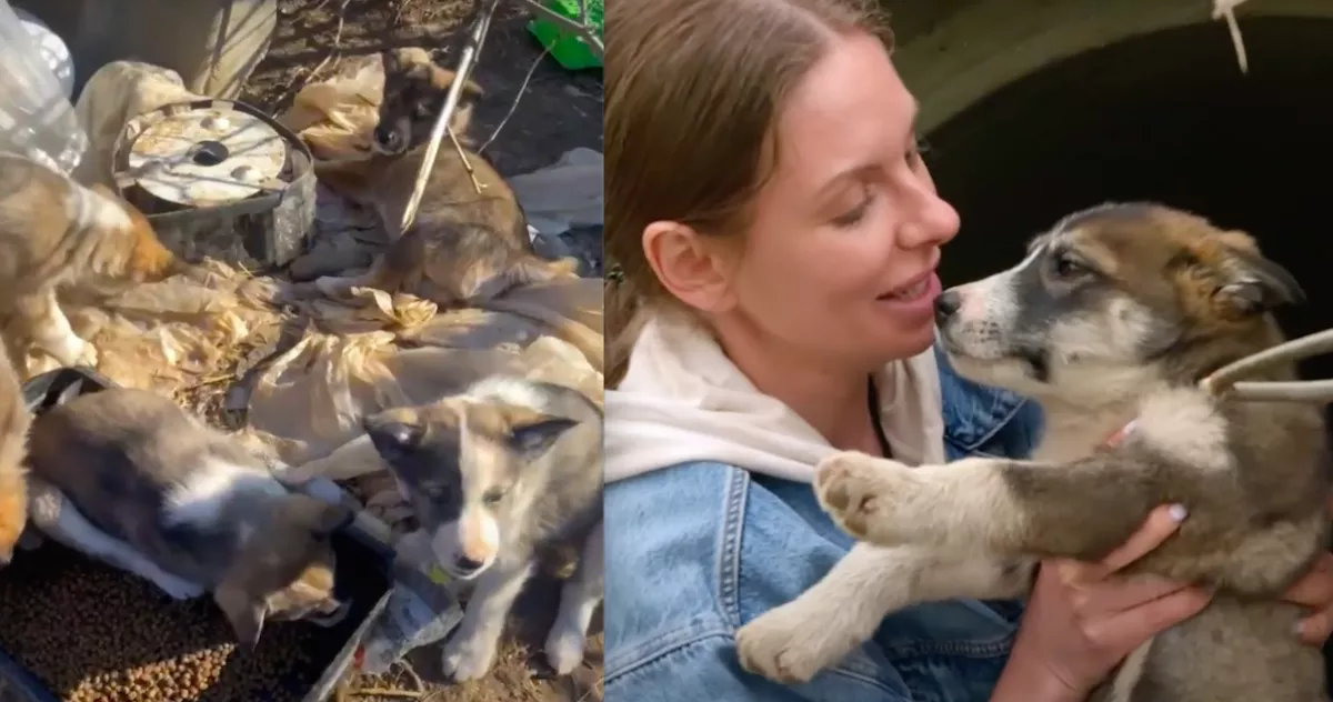 Kilenc elhagyott kiskutyát akart megmenteni a nő: amikor a helyszínre ért, már másképp festett a dolog - Videó