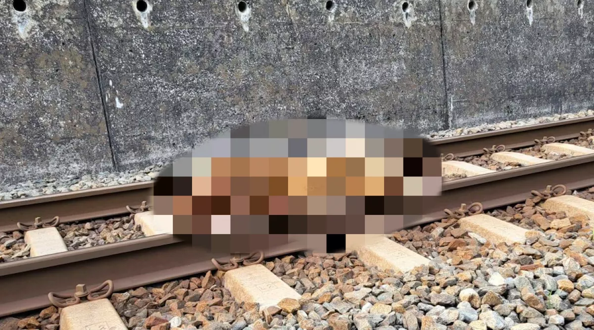 Drámai képek: két mozdonyvezető is jelentette, egy elgázolt medve fekszik a síneken - Fotók