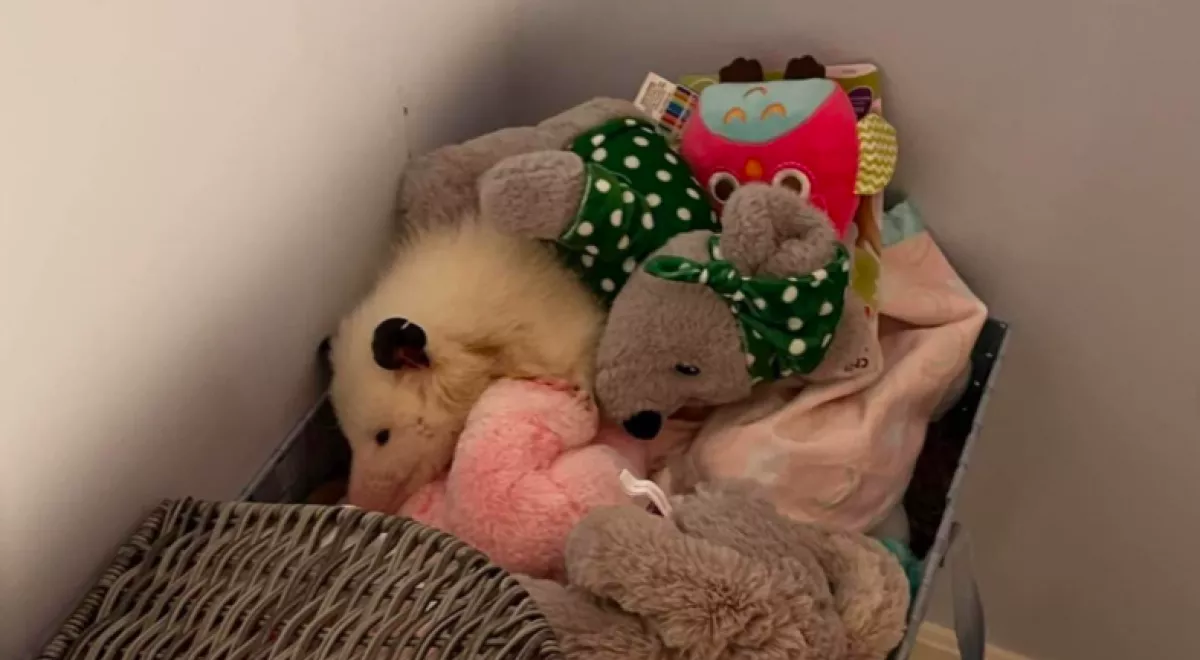 Azt hitte a nő, plüssállatokat lát a kosárban: aztán dobott egy hátast - Fotók