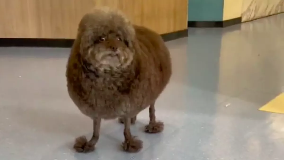 Mi lehet ez? Misztikus állat őrjíti meg a netet - Videó