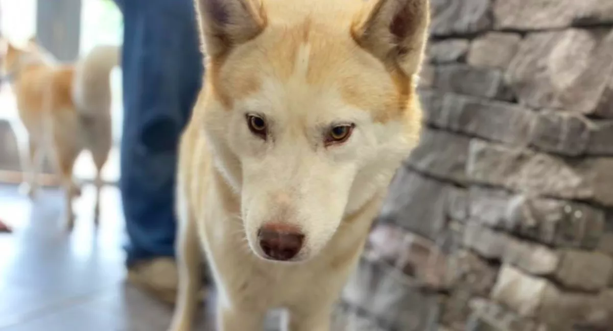 Záróra előtt fogadta be a menhely a kutyát: másnap reggel mindenki sokkot kapott - Fotók