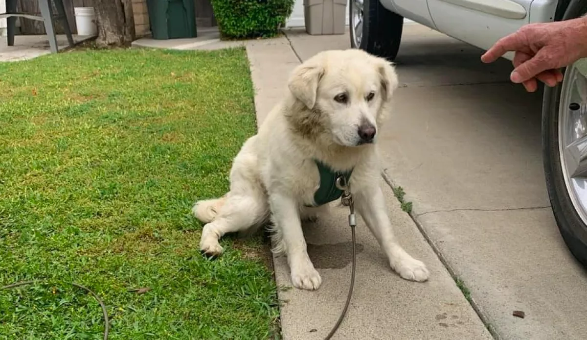 Keservesen vonyított a kutya az éjszaka közepén: amikor a pár odament megnézni, elakadt a szavuk - Fotók