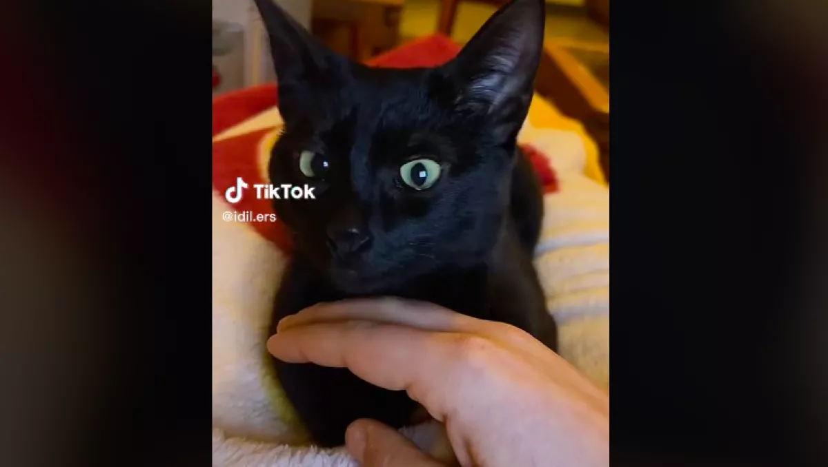 Meghallotta a kölyökcica segélykiáltását a macska, a reakciója minden rekordot megdönt - Videó