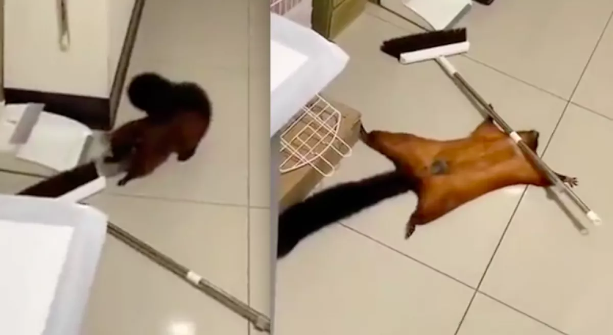 Megrendezte a halálát a repülőmókus - A fergeteges videó vírusként terjed