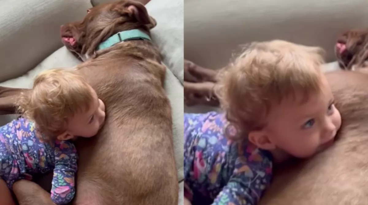 Ráfeküdt a gyanútlan baba a pittbullra, ami ezután történt, letarolta a világot - Videó