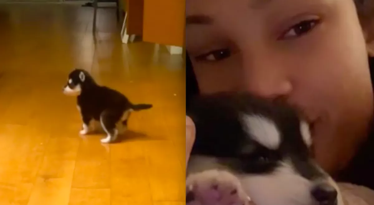 Azt hitte a lány, egy pomerániai törpespiccet vett, de hamar kiderült, egy másik állat - Fotók