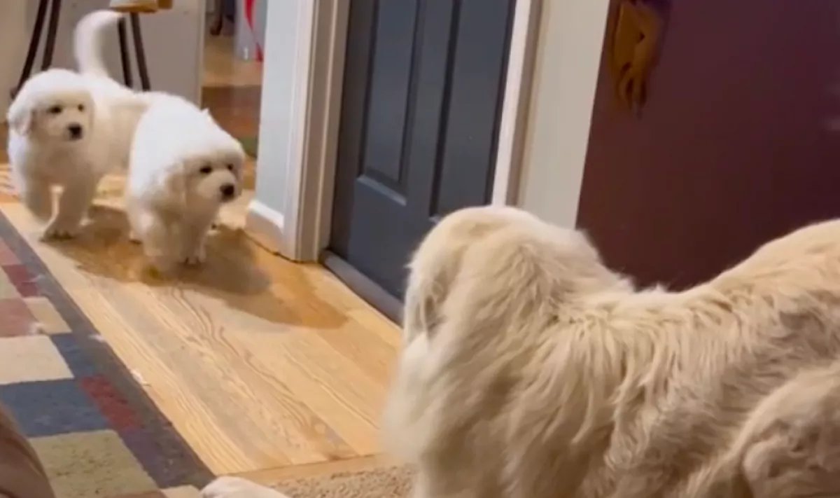 Apjukkal akartak játszani a kölykök, a hegyikutya reakciója megolvasztja a szíveket - Videó