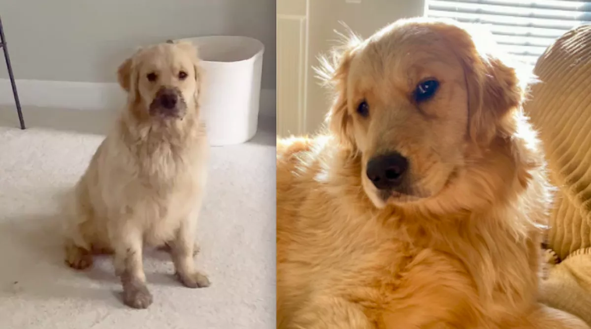 Sárosan ült a fehér szőnyegre a golden retriever: aztán katasztrófális döntést hozott - Videó