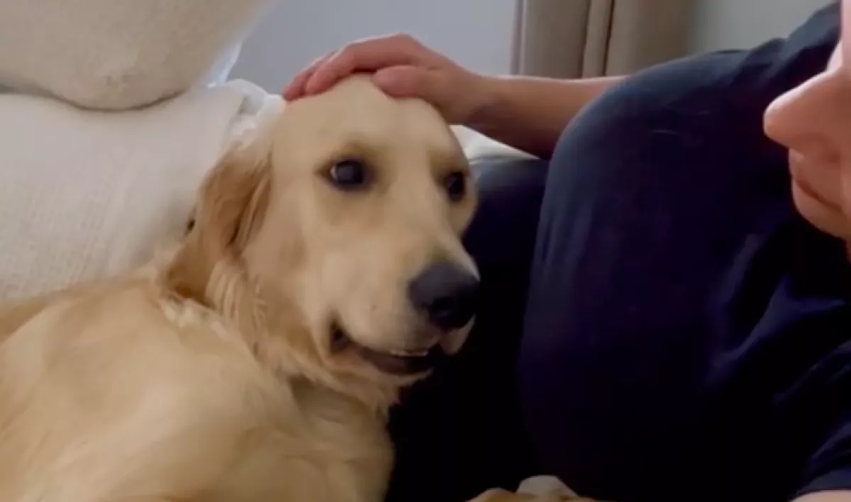 Rájött a golden retriever, hogy a gazdija babát vár: amit ezután tett, megolvasztja a szíveket - Videó