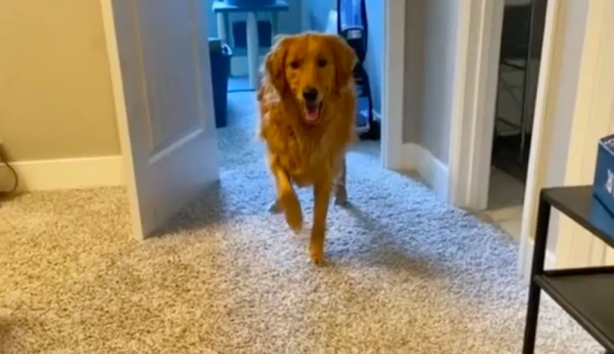 Aggódott a gazdi a sántító kutyája miatt: órákkal később viszont megdöbbent - Videó