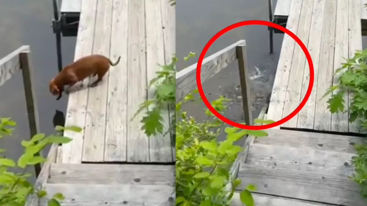 Rendre a mélybe veti magát a tacskó: a nő következtetésén pusztul a világ - Videó