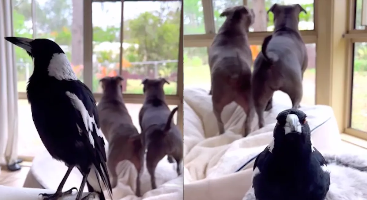 Megtanult ugatni a szarka: videóra vették, hogy veri át a kutyákat - Videó