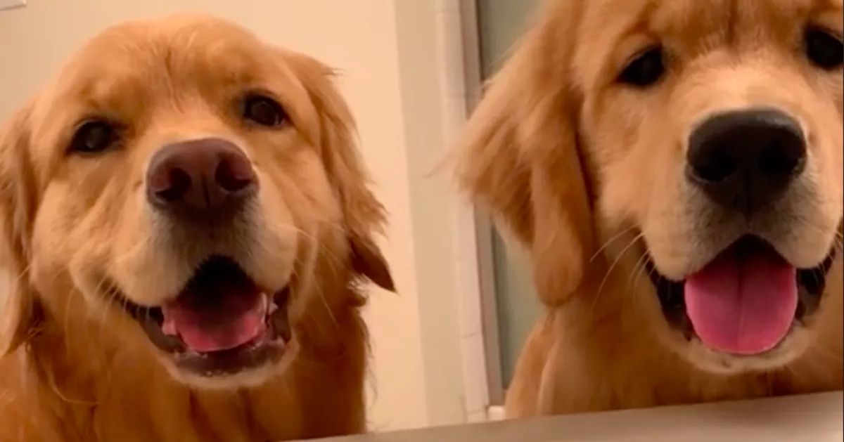 Amikor a gazdi fürdeni megy: a két golden retriever rögtön a kedvenc játékát kezdi játszani - Videó