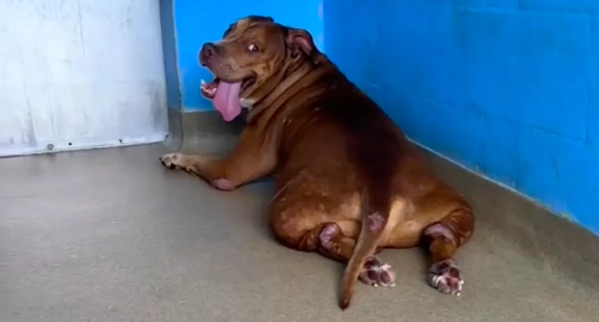 14 év után adták be a menhelyre a kutyát: sokkoló, mit mondott utoljára a gazdija - Videó