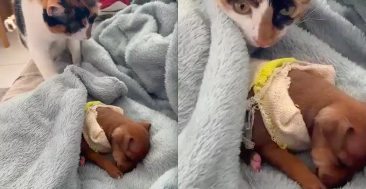 Megolvad a világ szíve: így vigyáz két macska egy alvó kölyök csivavára - Videó