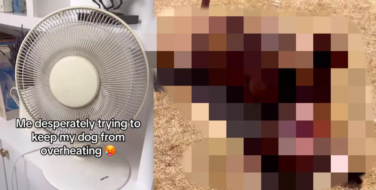 Mindent megtett a nő, hogy a labrador ne szenvedjen a hőségtől: a kutyának azonban más tervei voltak - Videó