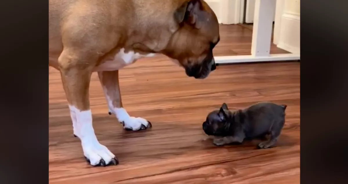 "Állatokra veszélyes" harcikutyával találkozott a kölyök: ami ezután történt, senkit nem hagy hidegen - Videó