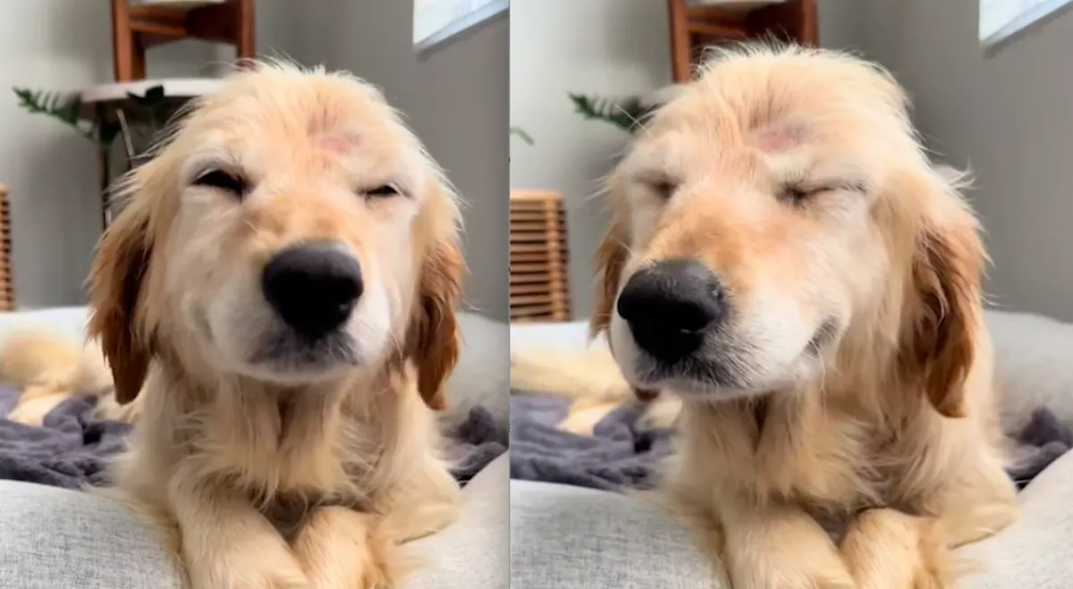 Az utcáról mentették meg ezt a kutyust: amit ezután tett, arra nincsenek szavak - Videó