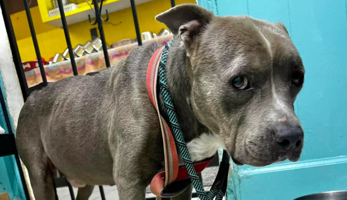 Többször ránézett egy táskára a kutya, amikor megmentették: amit a nő benne talált, attól megszakadt a szíve - Fotók