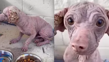 Szeretettel árasztotta el a szőrtelen, utcán talált kutyust a lány - így néz ki ma - Videó