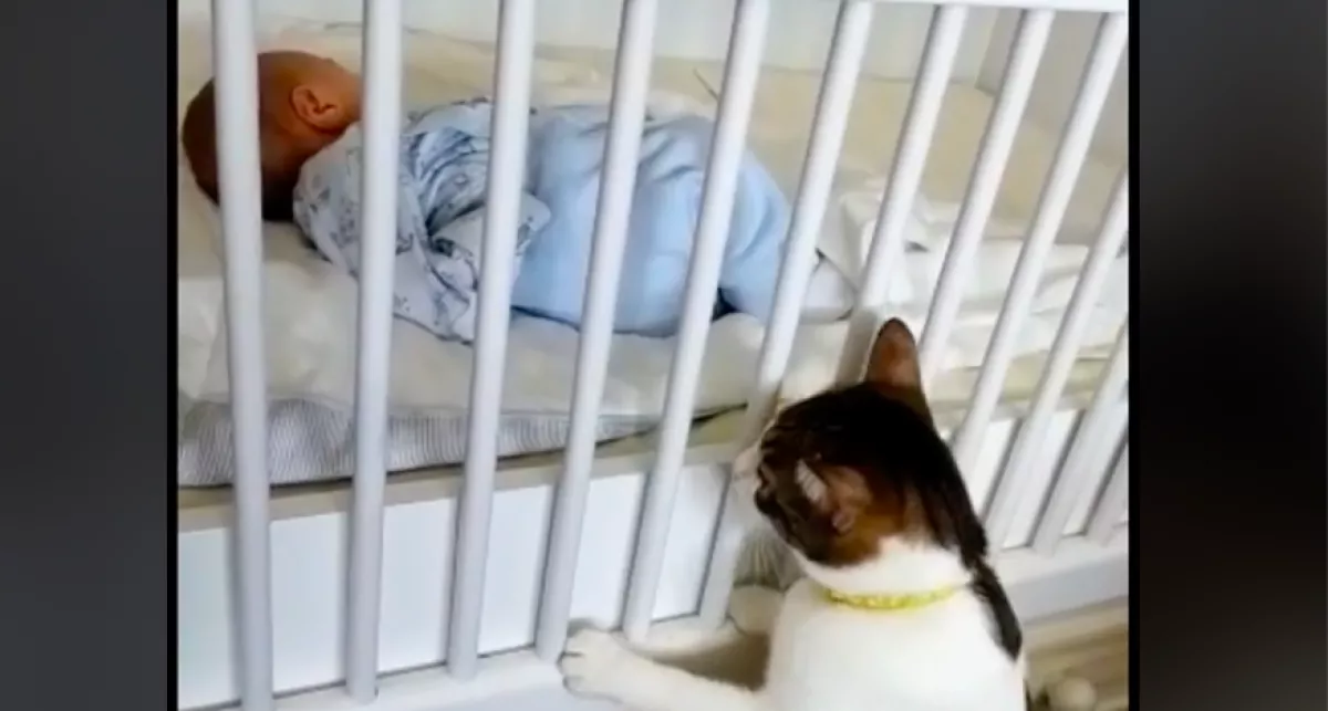 Észrevette a cica a kisbabát a kiságyban: amit ezután tett, megolvasztja a szíveket - Videó