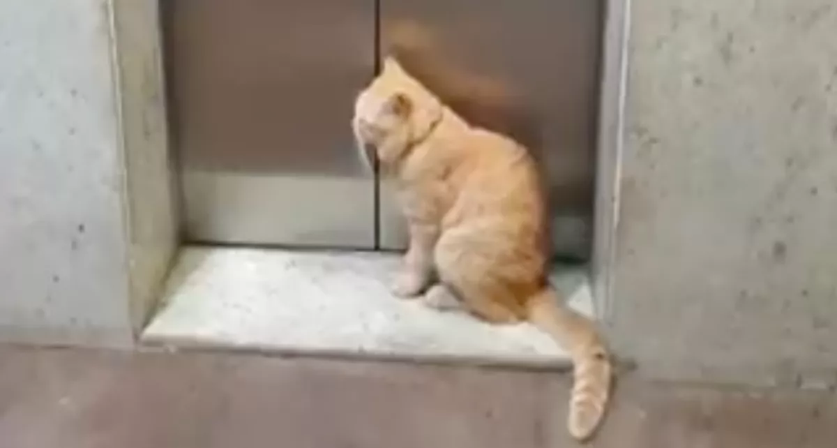 Videóra vették: a lift előtt várakozik macska, az oka elvarázsolja a világot