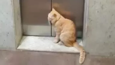 Videóra vették: a lift előtt várakozik macska, az oka elvarázsolja a világot