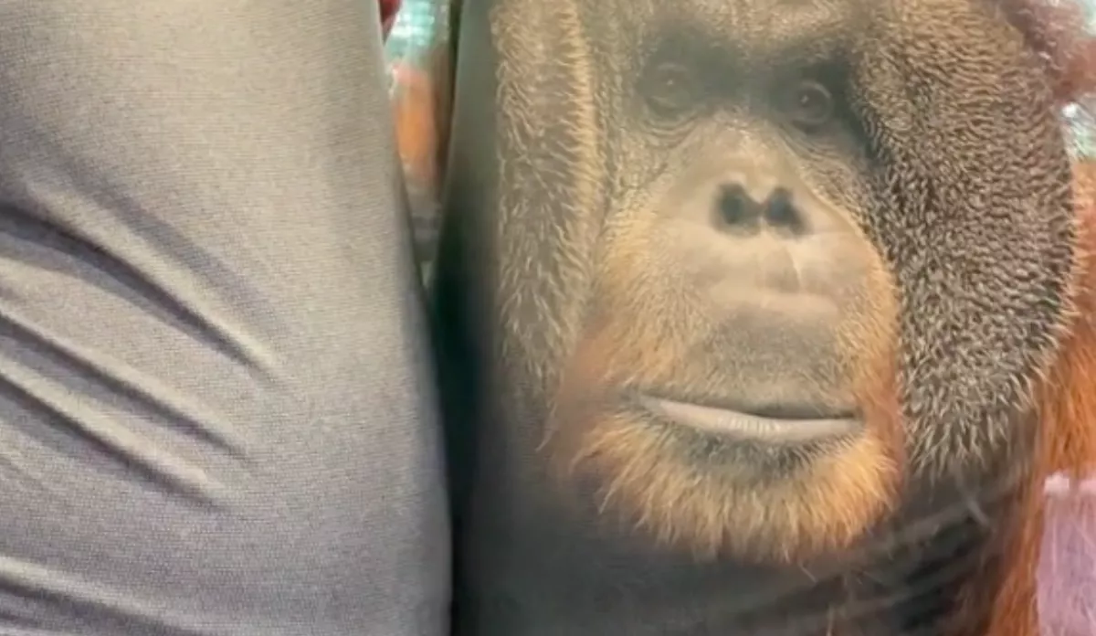 Közel ment a majmok kifutójához a terhes nő: ami ezután történt, megolvasztja a szíveket - Videó