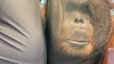 Közel ment a majmok kifutójához a terhes nő: ami ezután történt, megolvasztja a szíveket - Videó