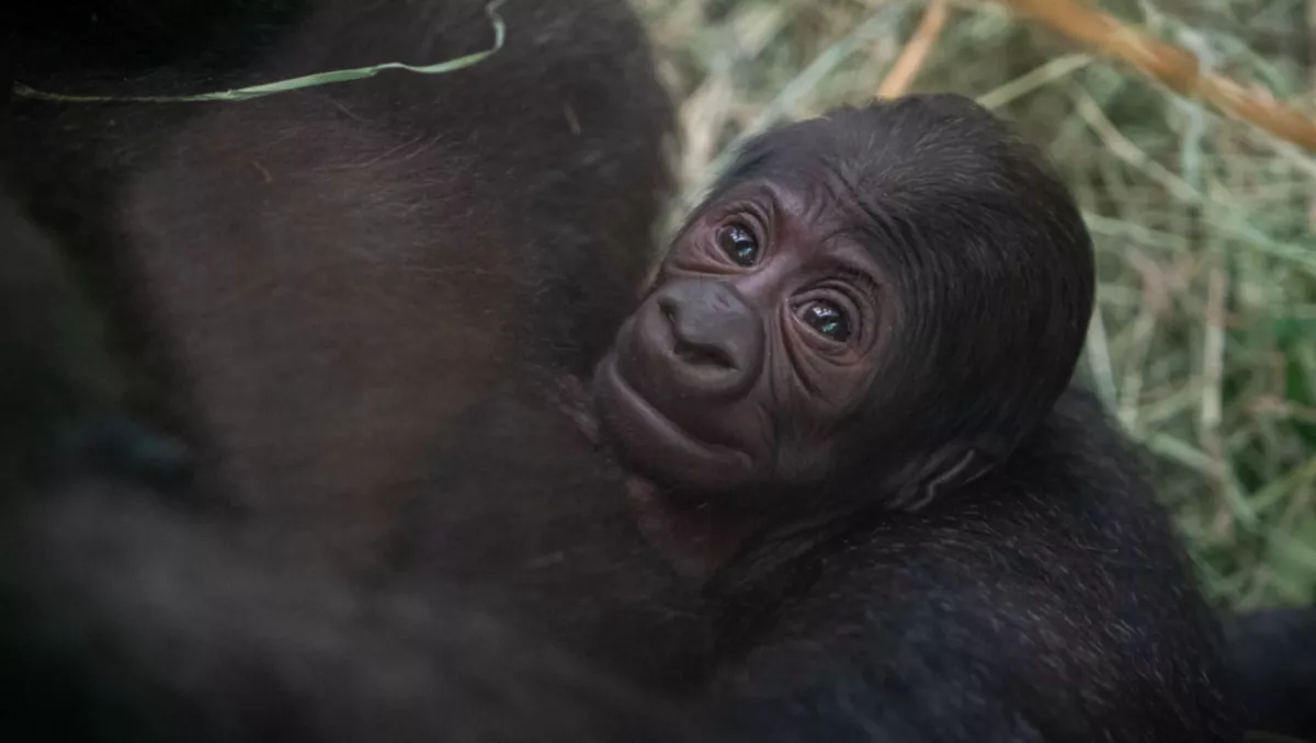 Gorilla bébit találtak az állatkerti gondozók a ketrecben: amikor megnézték az anyját, nem jutottak szóhoz - Fotók
