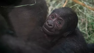 Gorilla bébit találtak az állatkerti gondozók a ketrecben: amikor megnézték az anyját, nem jutottak szóhoz - Fotók