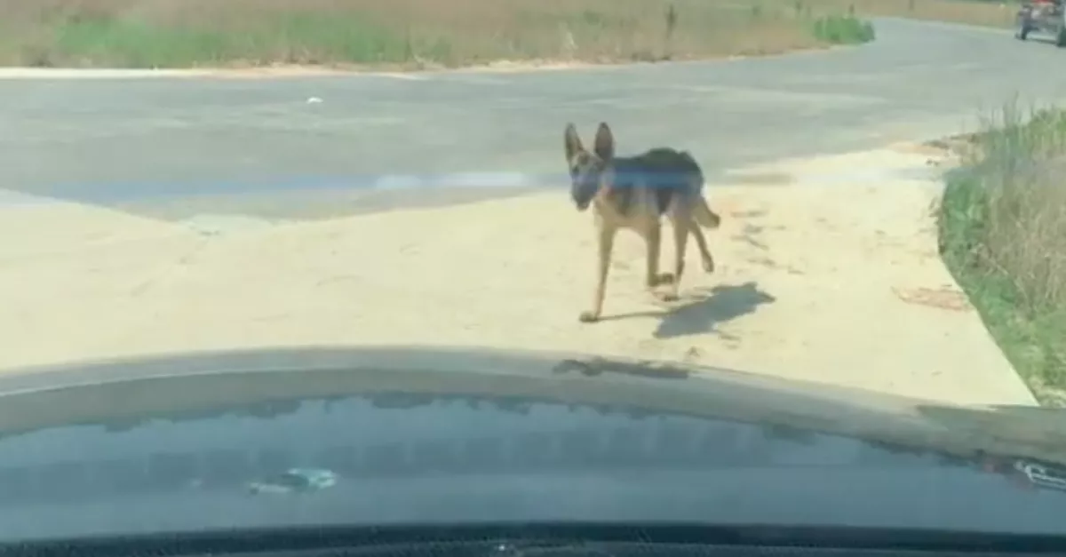 Amikor a nő jobban megnézte a megmentett kóbor kutyát, rögtön visszavitte oda, ahol találta - Videó