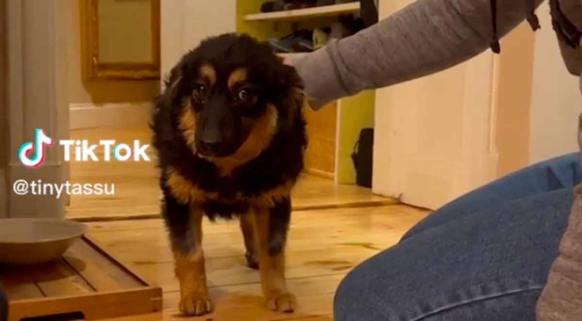 Egy félelemtől reszkető kutyát fogadott be a pár, amit pár nap múlva tett, megríkatja a világot - Videó