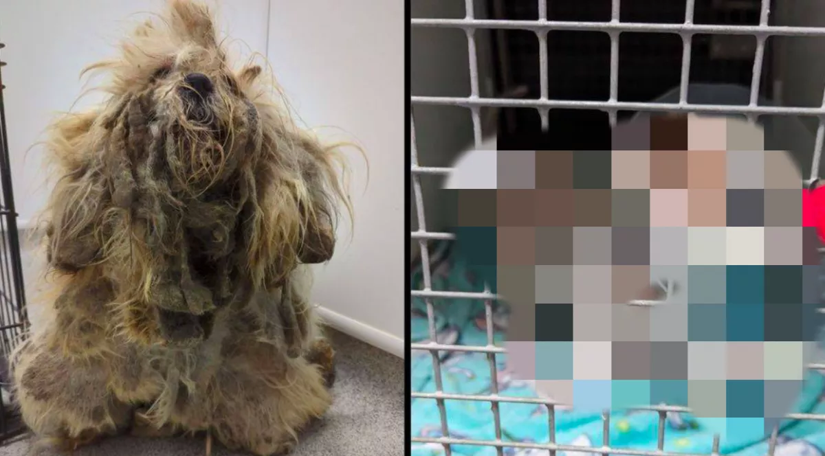 Lenyírták a mentett shih tzu szőrét, az eredményt szótlanul nézi a világ - Videó