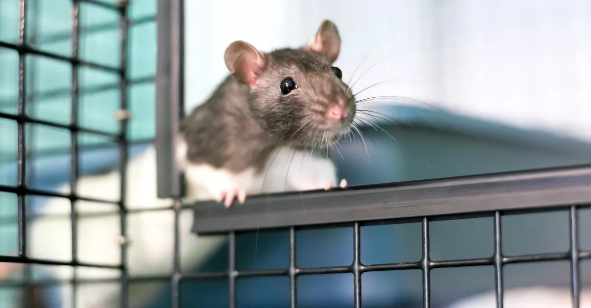 Sokkoló képek: patkányok rohangálnak a János kórház szülészetén