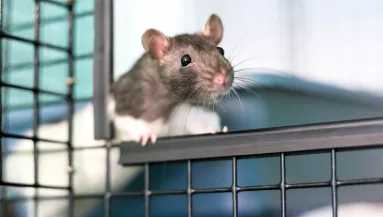 Sokkoló képek: patkányok rohangálnak a János kórház szülészetén