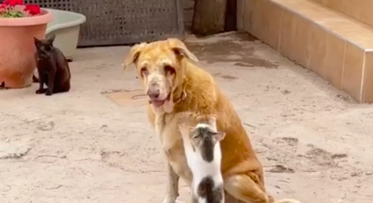 Hihetetlen, mit tesz ez a cica mindig a vak kutyával, hogy segítsen neki - Videó