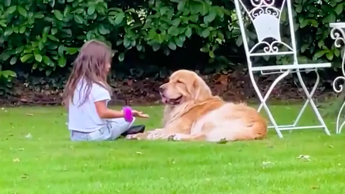 Szomorúan ült a kislány a fűben: amit a golden retriever tett, megolvasztja a szíveket - Videó
