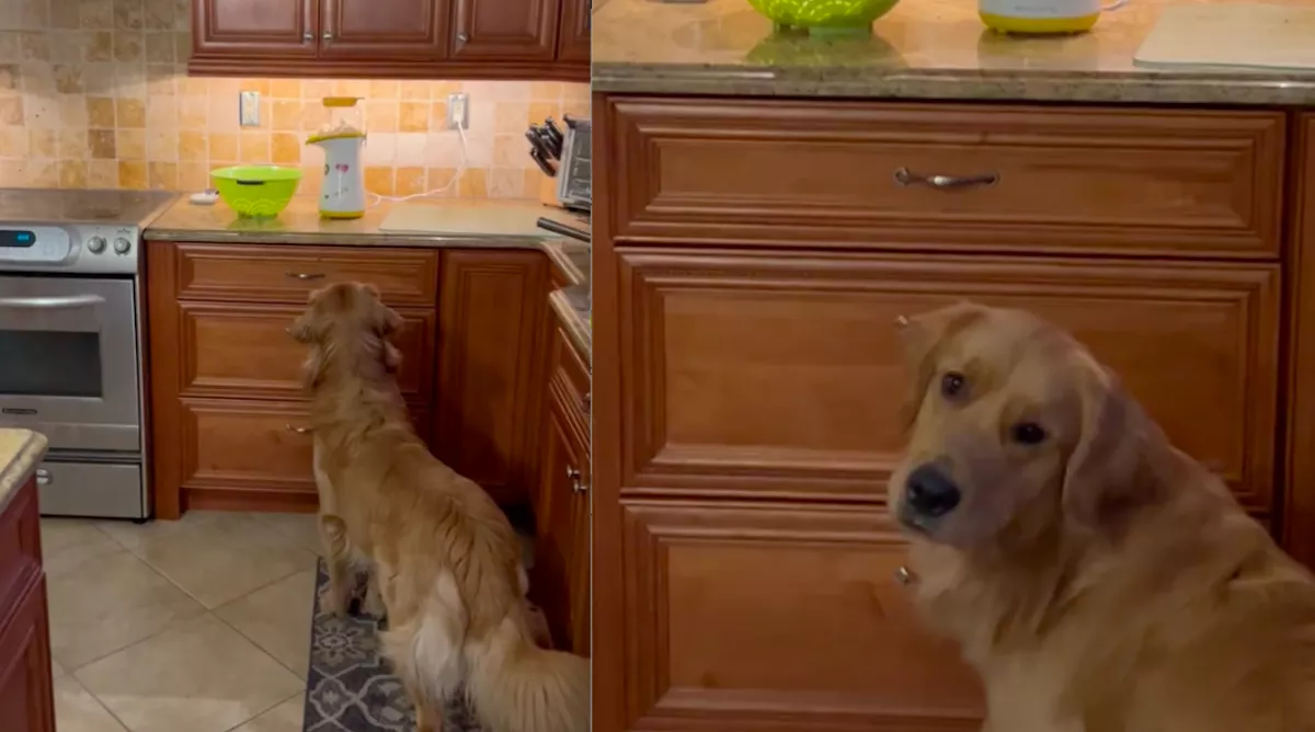 Rabul ejtette a popcorn-automata a golden retrievert - megőrül a videóért a net