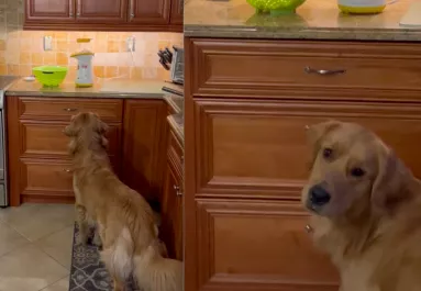 Rabul ejtette a popcorn-automata a golden retrievert - megőrül a videóért a net