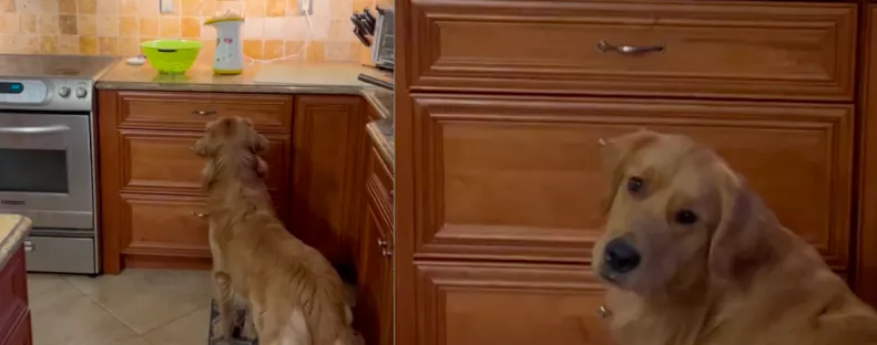 Rabul ejtette a popcorn-automata a golden retrievert - megőrül a videóért a net