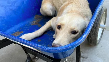 Talicskában tolják a kutyát: amikor az ember rájön, mi vár rá, elakad a szava - Fotók