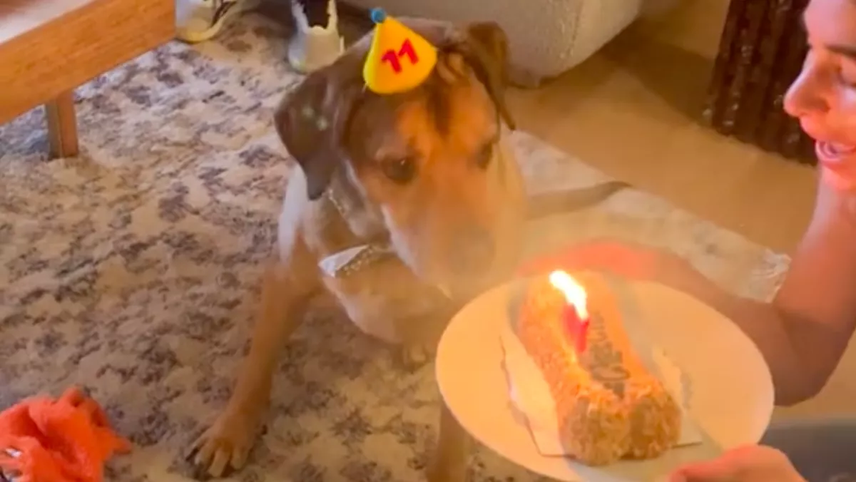 Szülinapi tortát kapott a kutya: a reakciója egész egyszerűen EPIC - Videó