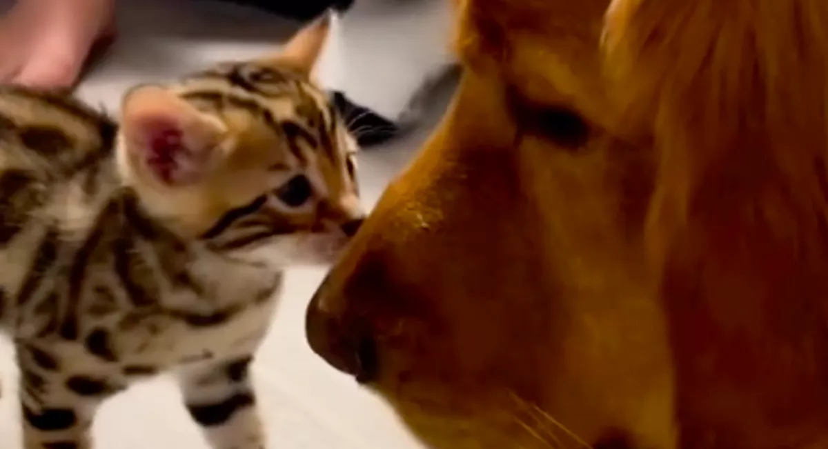 Kiscicákkal konfrontálódott a kutyus: a gazdik hamar világos döntést hoztak - Videó