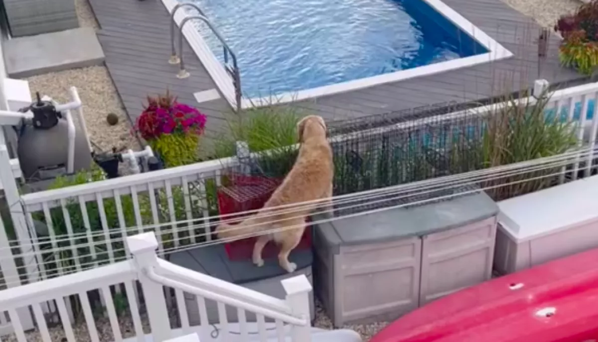Beugrik a szomszéd medencéjébe a golden retriever: amit ott művel, milliókat nevettet meg - Videó