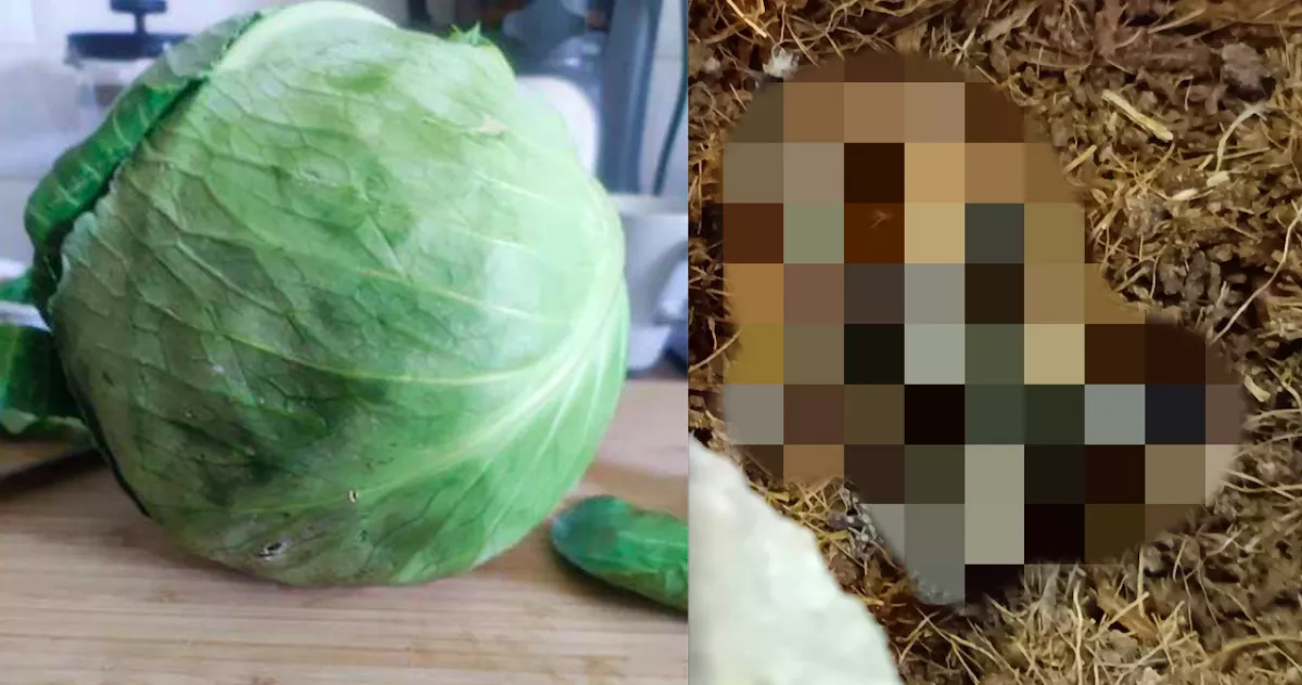Káposztát vett a nő a szupermarketben, sokkot kapott, mi volt benne - Fotók