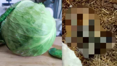 Káposztát vett a nő a szupermarketben, sokkot kapott, mi volt benne - Fotók