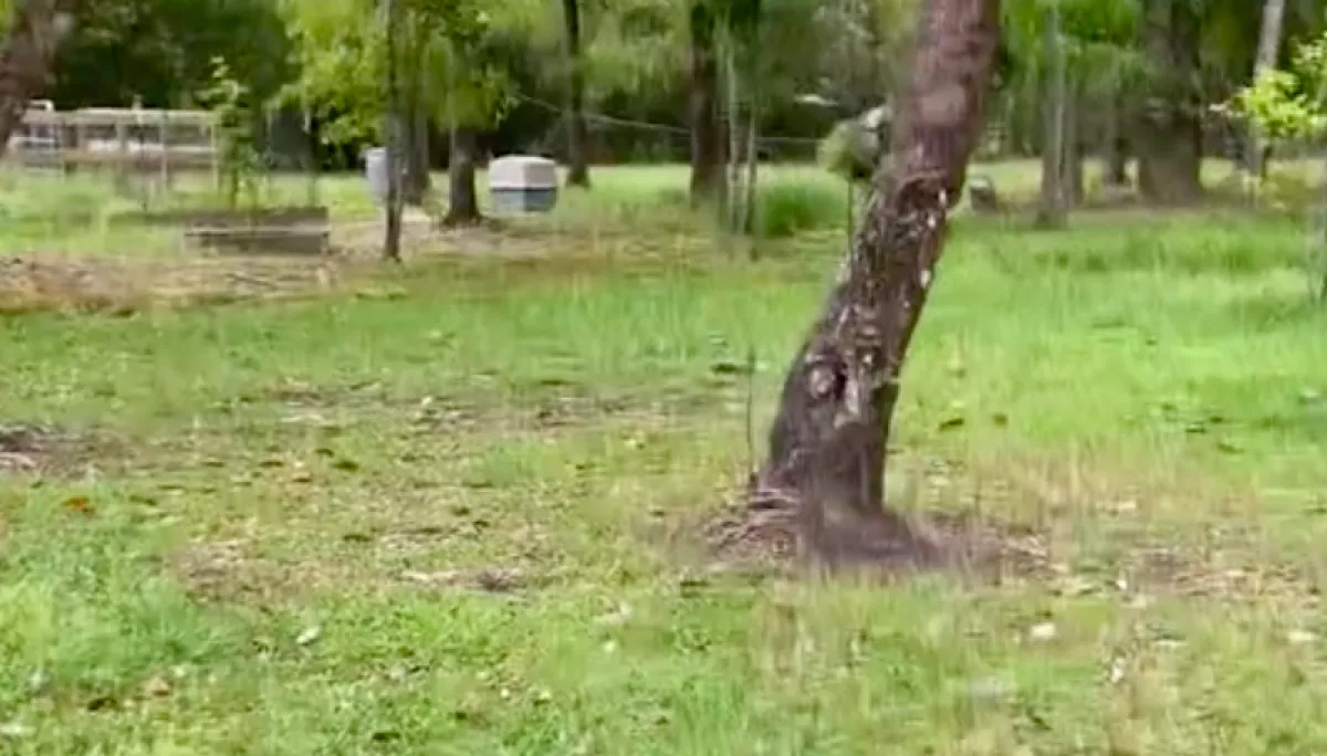 Házat vett a házaspár: amit a kertben egy fához kötve találtak, összetörte a szívüket - Videó